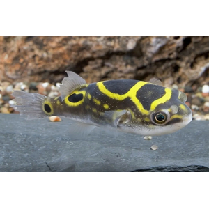 ТЕТРАОДОН ВОСЬМЕРКА 4см Tetraodon biocellatus тетрадон