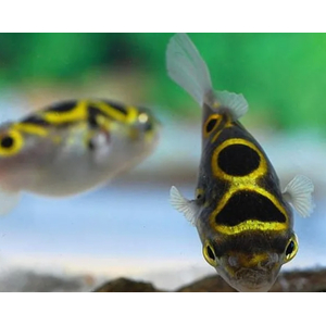 ТЕТРАОДОН ВОСЬМЕРКА 4см Tetraodon biocellatus тетрадон