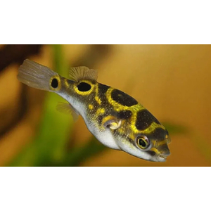 ТЕТРАОДОН ВОСЬМЕРКА 4см Tetraodon biocellatus тетрадонТЕТРАОДОН ВОСЬМЕРКА 4см Tetraodon biocellatus тетрадон