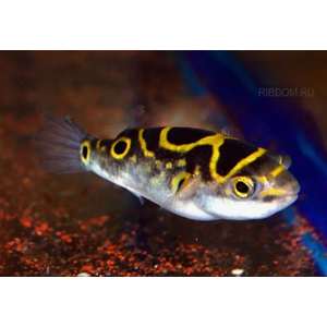 ТЕТРАОДОН ВОСЬМЕРКА 4см Tetraodon biocellatus тетрадон