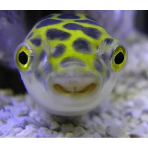 ТЕТРАОДОН ЗЕЛЕНЫЙ - Tetraodon nigrovindis