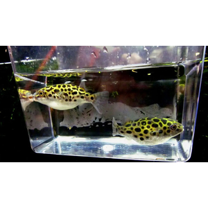 ТЕТРАОДОН ЗЕЛЕНЫЙ - Tetraodon nigrovindis