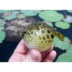 ТЕТРАОДОН ЗЕЛЕНЫЙ - Tetraodon nigrovindis