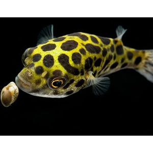 ТЕТРАОДОН ЗЕЛЕНЫЙ - Tetraodon nigrovindis