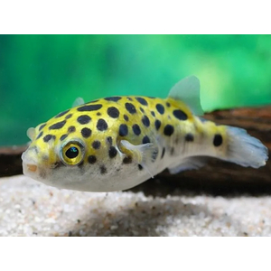 ТЕТРАОДОН ЗЕЛЕНЫЙ - Tetraodon nigrovindis