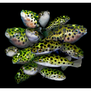 ТЕТРАОДОН ЗЕЛЕНЫЙ - Tetraodon nigrovindis