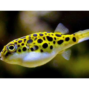 ТЕТРАОДОН ЗЕЛЕНЫЙ - Tetraodon nigrovindis