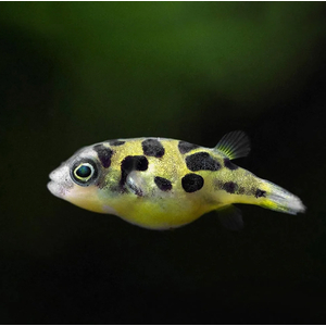 Carinotetraodon travancoricus — латинское название карликового тетрадона (джумбо-циклина) — небольшой пресноводной рыбы из семейства тетрадонов.