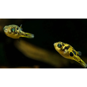 Carinotetraodon travancoricus — латинское название карликового тетрадона (джумбо-циклина) — небольшой пресноводной рыбы из семейства тетрадонов.