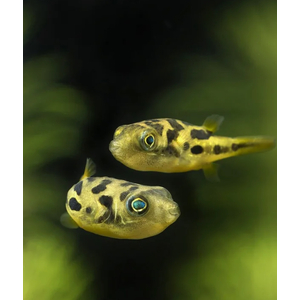 Carinotetraodon travancoricus — латинское название карликового тетрадона (джумбо-циклина) — небольшой пресноводной рыбы из семейства тетрадонов.