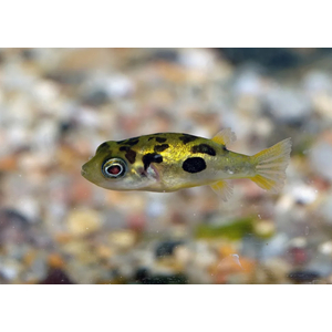 Carinotetraodon travancoricus — латинское название карликового тетрадона (джумбо-циклина) — небольшой пресноводной рыбы из семейства тетрадонов.