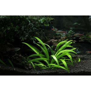 СТРЕЛОЛИСТ Сагитария - Sagittaria