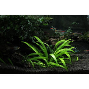 СТРЕЛОЛИСТ НА КОЧКЕ Сагитария - Sagittaria