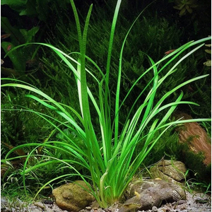 СТРЕЛОЛИСТ Сагитария - Sagittaria