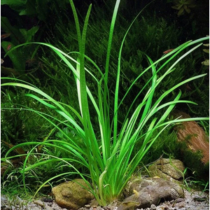 СТРЕЛОЛИСТ НА КОЧКЕ Сагитария - Sagittaria