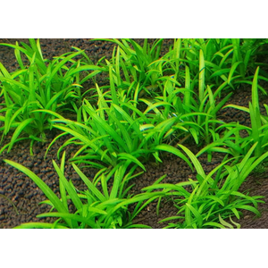 СТРЕЛОЛИСТ Сагитария - Sagittaria