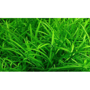 СТРЕЛОЛИСТ Сагитария - Sagittaria