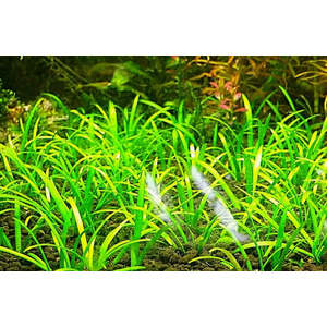 СТРЕЛОЛИСТ Сагитария - Sagittaria