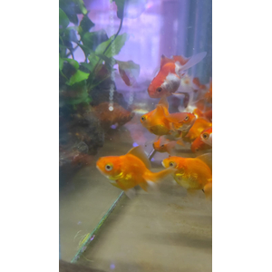 ВУАЛЕХВОСТ КРАСНЫЙ 4-5см золотая рыбка - Сarassius auratus