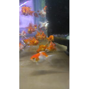 ВУАЛЕХВОСТ КРАСНЫЙ 4-5см золотая рыбка - Сarassius auratus