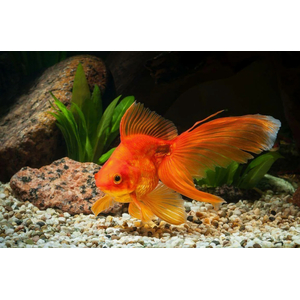 ВУАЛЕХВОСТ КРАСНЫЙ 4-5см золотая рыбка - Сarassius auratus