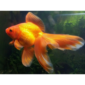 ВУАЛЕХВОСТ КРАСНЫЙ 4-5см золотая рыбка - Сarassius auratus