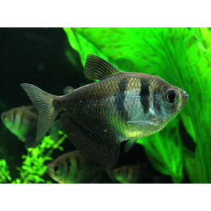 ТЕРНЕЦИЯ ЧЕРНАЯ - Gymnocorymbus ternetzi