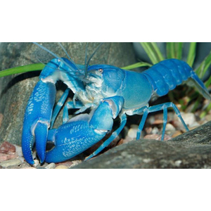 РАК СИНИЙ ЯББИ