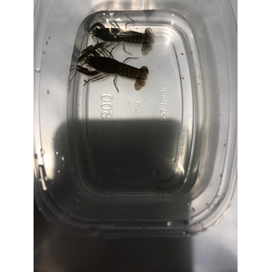 РАК СИНИЙ ЯББИ