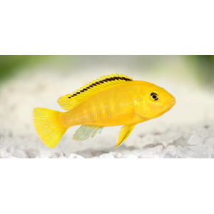 Лабидохромис Еллоу (Labidochromis caeruleus var. «Yellow») — пресноводная тропическая рыба из семейства Цихловые, относится к группе Мбуна. Также известна как цихлида-колибри, лабидохромис лимонный.