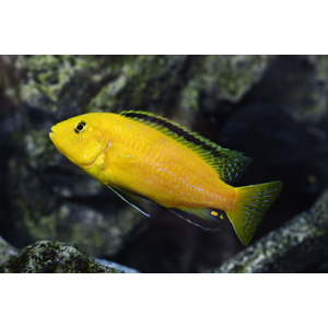 Лабидохромис Еллоу (Labidochromis caeruleus var. «Yellow») — пресноводная тропическая рыба из семейства Цихловые, относится к группе Мбуна. Также известна как цихлида-колибри, лабидохромис лимонный.
