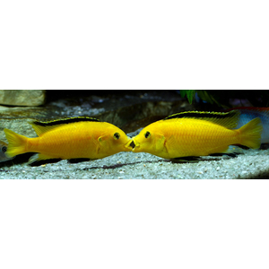 Лабидохромис Еллоу (Labidochromis caeruleus var. «Yellow») — пресноводная тропическая рыба из семейства Цихловые, относится к группе Мбуна. Также известна как цихлида-колибри, лабидохромис лимонный.