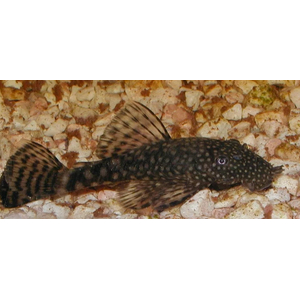 АНЦИСТРУС КОРИЧНЕВЫЙ