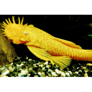 АНЦИСТРУС ЗОЛОТОЙ альбинос