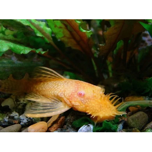 АНЦИСТРУС ЗОЛОТОЙ альбинос