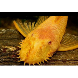 АНЦИСТРУС ЗОЛОТОЙ альбинос