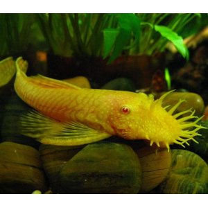 АНЦИСТРУС ЗОЛОТОЙ альбинос