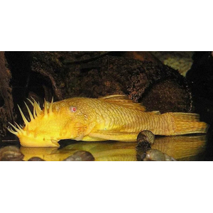 АНЦИСТРУС ЗОЛОТОЙ альбинос