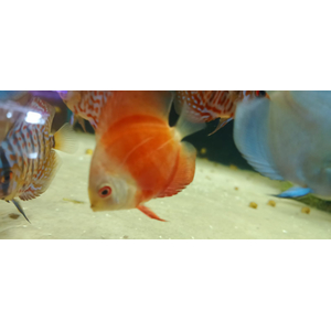 ДИСКУС ДЫННЫЙ