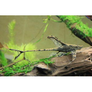 СТУРИСОМА ПАНАМСКАЯ - Sturisomatichthys panamense