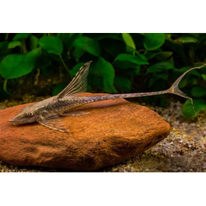 СТУРИСОМА ПАНАМСКАЯ - Sturisomatichthys