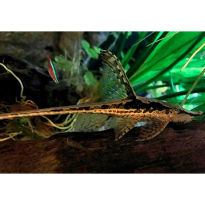 СТУРИСОМА ПАНАМСКАЯ - Sturisomatichthys panamense