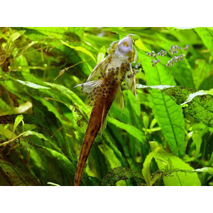 СТУРИСОМА ПАНАМСКАЯ - Sturisomatichthys panamense