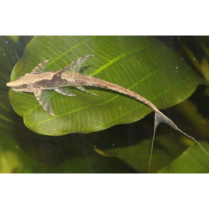 СТУРИСОМА ПАНАМСКАЯ - Sturisomatichthys panamense