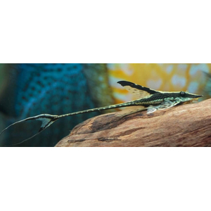 СТУРИСОМА ПАНАМСКАЯ - Sturisomatichthys panamense