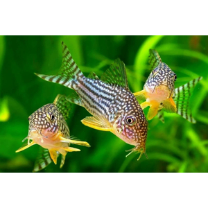 КОРИДОРАС ШТЕРБА - Corydoras sterbae