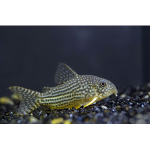 КОРИДОРАС ШТЕРБА - Corydoras sterbae