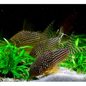 КОРИДОРАС ШТЕРБА - Corydoras sterbae