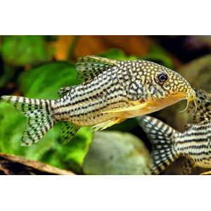 КОРИДОРАС ШТЕРБА - Corydoras sterbae