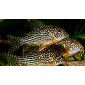КОРИДОРАС ШТЕРБА - Corydoras sterbae